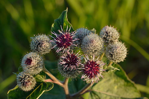 Arctium tomentosum